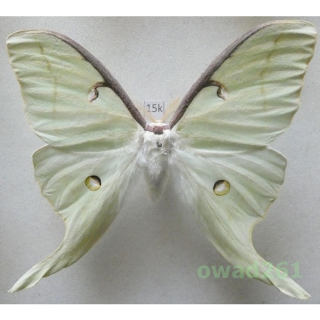 Actias luna (Linnaeus, 1758) male ex. ovo Canada 93mm15k